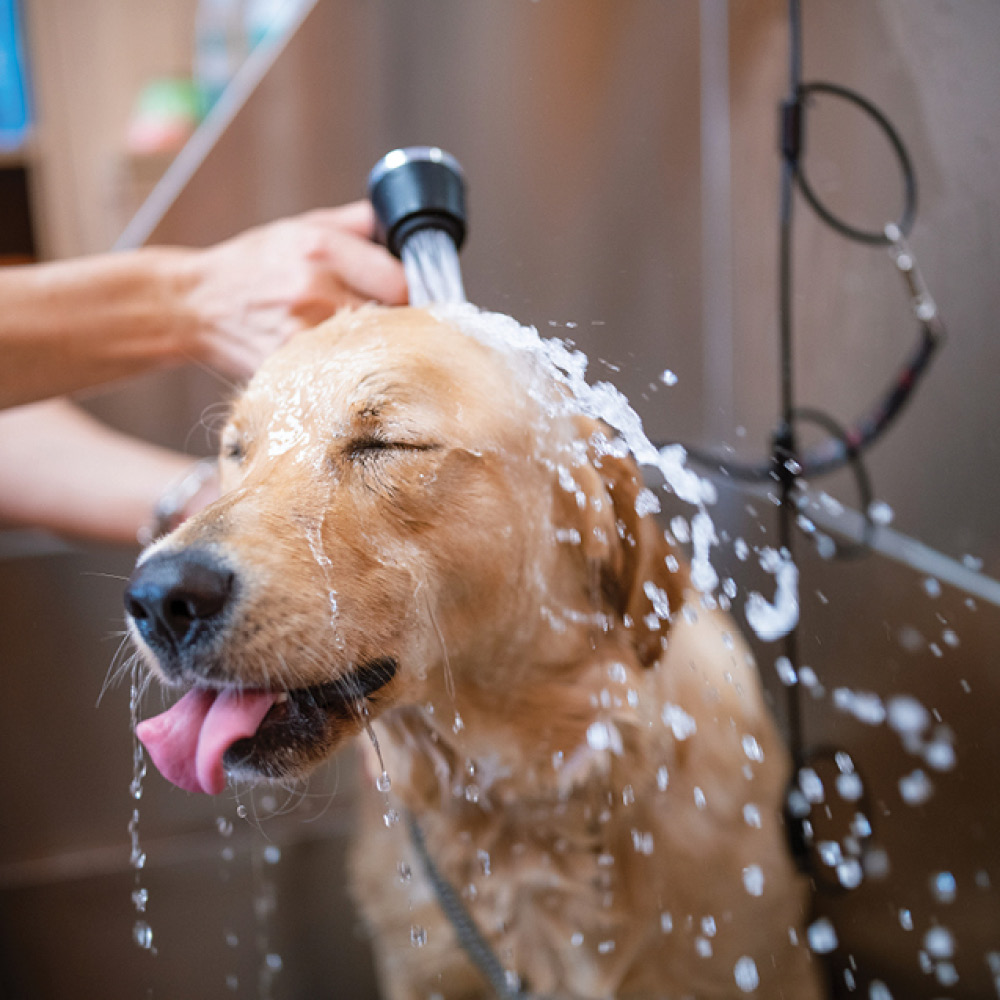 Golden retriever with eyes closed and tongue out as being showered down on onsite dog wash amenity.
